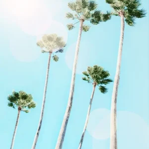 Zomer Palmen posters & art prints door Gal Pittel - Premium Poster - 50x70 Offre Spéciale