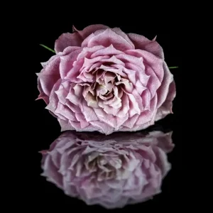 A beauty posters & art prints door Eva Söderberg - Premium Poster - 50x70 Dernier Modèle