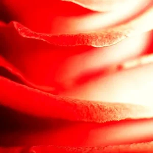 Acheter Direct De Roos posters & art prints door Gun Molinder - Premium Poster - 50x70