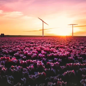 Zonsondergang boven tulpenvelden en windturbines: een harmonie van natuur en technologie posters & art prints door Ronald Kosters - Premium Poster - 50x70 Livraison Gratuite