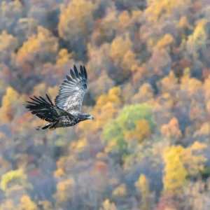 Zeestaartarend in de herfst posters & art prints door Bengt Hallmans - Premium Poster - 50x70 Jusqu’à Épuisement Des Stocks