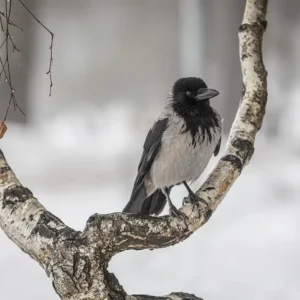 Winterwaarnemer: De Majestueuze Kraai posters & art prints door Kirsti Ringhög - Premium Poster - 50x70 Offre Du Jour