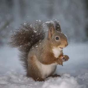 Winter Wonderland: Het Sneeuwachtige Avontuur van een Eekhoorn posters & art prints door Johnny Kääpä - Premium Poster - 50x70 Expédié Aujourd’hui