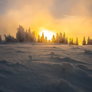 Winters Goldenes Licht posters & art prints door Dennis Börschig - Premium Poster - 50x70 Jusqu’à Épuisement Des Stocks