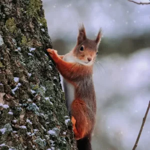 Wintermoerbei: Het Avontuur van een Eekhoorn posters & art prints door Daniel Jönsson - Premium Poster - 50x70 Remise