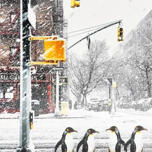 4 Pinguïns in New York posters & art prints door Fabian Kimmel - Premium Poster - 50x70 Soldes