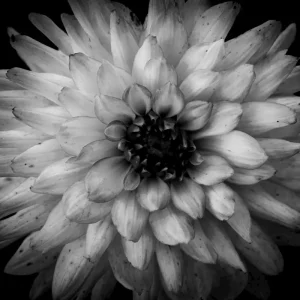 Zwart-witte bloem posters & art prints door Johan Larsson - Premium Poster - 50x70 Offre Spéciale