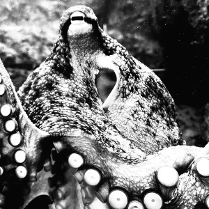 Achat Immédiat Octopus theorie posters & art prints door Mathias Lopez - Premium Poster - 50x70