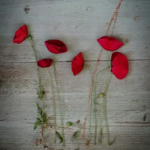 A bunch of Poppies posters & art prints door Anna Wennberg - Premium Poster - 50x70 Top Vente