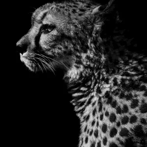 Zwart-witte jachtluipaard posters & art prints door Rasmus Bengtsson - Premium Poster - 50x70 Commander Vite