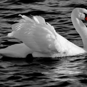 Zwaan in zijn pracht posters & art prints door Johan Holmberg - Premium Poster - 50x70 Meilleur Prix