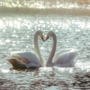 Zwaan-liefde posters & art prints door Per Grunditz - Premium Poster - 50x70 Commande En Gros