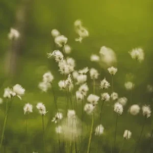 Zomer op het moeras posters & art prints door Fredrik Telléus - Premium Poster - 50x70 Solde