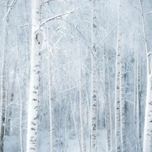 Winterfluistering: Een vorstgekust bos posters & art prints door Tobias Jernberg - Premium Poster - 50x70 Remise