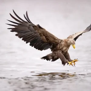 Zeearend boven water posters & art prints door Peter Ström - Premium Poster - 50x70 Meilleur Choix