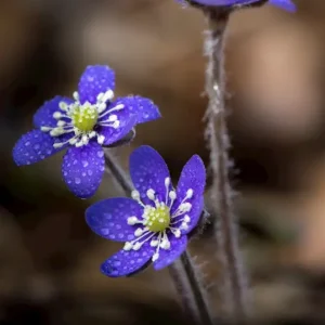 3 Papegaaiduikers posters & art prints door Anders Nygren - Premium Poster - 50x70 Haute Qualité