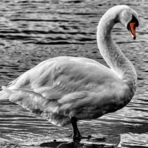 Zwaan in zijn pracht posters & art prints door Johan Holmberg - Premium Poster - 50x70 Super Prix