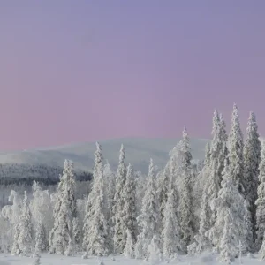 Winterwonderland: Een vredig met sneeuw bedekt landschap bij schemering posters & art prints door Lars Andersson - Premium Poster - 50x70 Satisfait Ou Remboursé