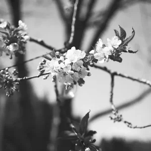 Achat Immédiat De bloesems van de kers posters & art prints door Sandra Josefsson - Premium Poster - 50x70