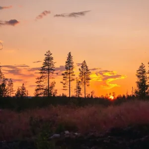 Zomeravond in Jämtland posters & art prints door Victoria Rennerståhl - Premium Poster - 50x70 Usine Directe