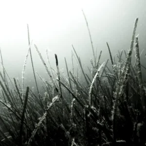 Zeegras posters & art prints door Melina Meier Lindström - Premium Poster - 50x70 Commander Vite