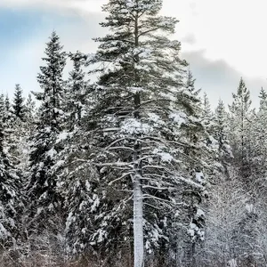 Winter posters & art prints door Dr Dino - Premium Poster - 50x70 Nouveauté