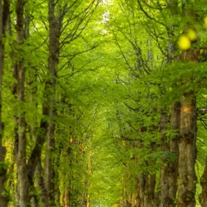 Acheter Direct Boulogner bos posters & art prints door ManaFoto - Premium Poster - 50x70