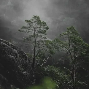 Zwoel posters & art prints door Fanny Vedin - Premium Poster - 50x70 Commander Vite