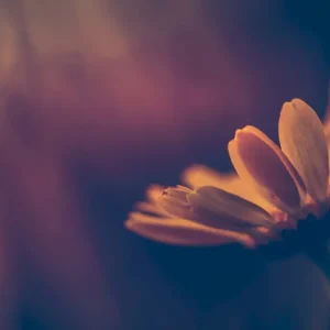 Zon posters & art prints door Josefine Pilgaard - Premium Poster - 50x70 Marque