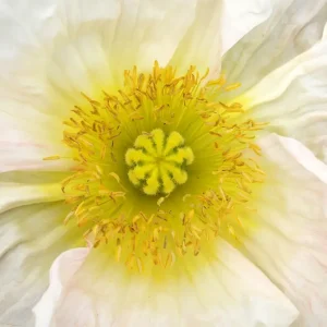 Witte klaproos posters & art prints door Per Lidvall - Premium Poster - 50x70 Livraison Gratuite