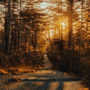 Achat Immédiat Bospad posters & art prints door Michael Pointner - Premium Poster - 50x70