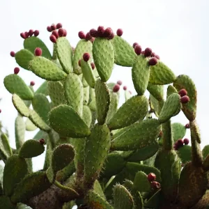 Zoet en bitter posters & art prints door Dina Perera - Premium Poster - 50x70 Marque