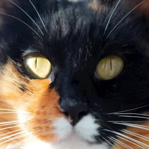 Yasmine posters & art prints door Tiago Mália - Premium Poster - 50x70 Seulement Aujourd’hui