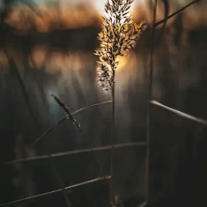 Achat Immédiat SCHERP STRO posters & art prints door BOB MIETTINEN - Premium Poster - 50x70