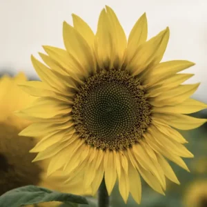 Zonnebloem posters & art prints door Fredrik Cruse - Premium Poster - 50x70 Retour Gratuit