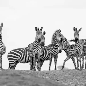 Zebra's posters & art prints door Jonas Nimmersjö - Premium Poster - 50x70 Nouveauté