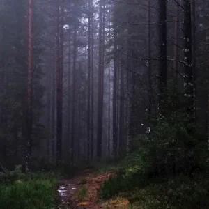 Acheter Direct Duisternis en kracht posters & art prints door Mia Westerlund - Premium Poster - 50x70