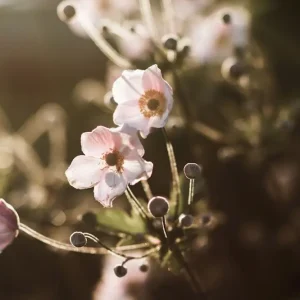 Acheter Direct Anemoon posters & art prints door Christin Carlsson - Premium Poster - 50x70