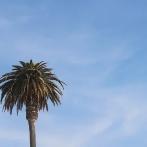 Achat Immédiat Californische vibes posters & art prints door Laura Meza - Premium Poster - 50x70