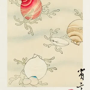 Achat Immédiat Schelpen - Watanabe Seitei posters & art prints door Nook Vintage Archive - Premium Poster - 50x70