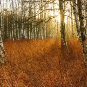 Zonsopgang achter berken posters & art prints door Mikael Svensson - Premium Poster - 50x70 Jusqu’à Épuisement Des Stocks