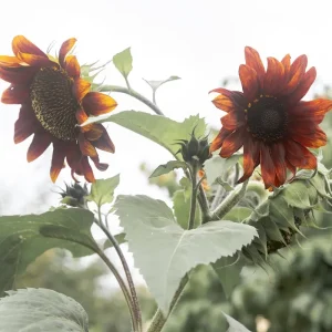 Zonnebloem posters & art prints door Peter Wiesel - Premium Poster - 50x70 Retour Gratuit