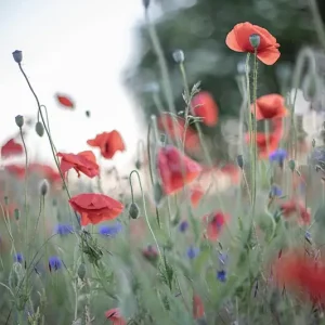 Zomerweide posters & art prints door Marika Ottosson - Premium Poster - 50x70 Nouvelle Collection