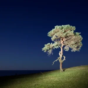 Zeeweide en de boom posters & art prints door Kentaroo Tryman - Premium Poster - 50x70 Populaire