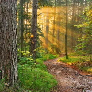 Zonnig Bos 2 posters & art prints door Mateusz Zbieć - Premium Poster - 50x70 Produit De Marque