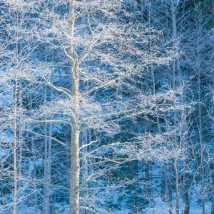 Winter's Embrace: een berijpte bosscène posters & art prints door Gavin McCrory - Premium Poster - 50x70 Petit Prix