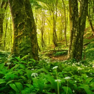 Zonnig knoflookbos posters & art prints door Mateusz Zbieć - Premium Poster - 50x70 Offre Limitée