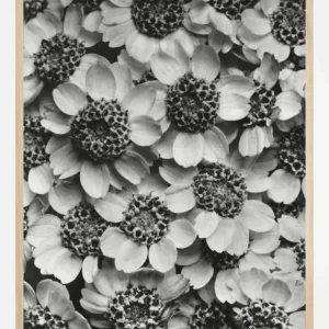 Affaire À Saisir Black And White Flowers Poster (21x29.7 cm (A4))