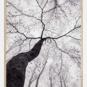 A view of the tree crown Poster (21x29.7 cm (A4)) Achat Immédiat