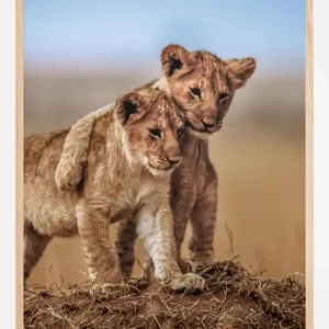 Vente Flash Lion Brothers For Life Poster (21x29.7 cm (A4))